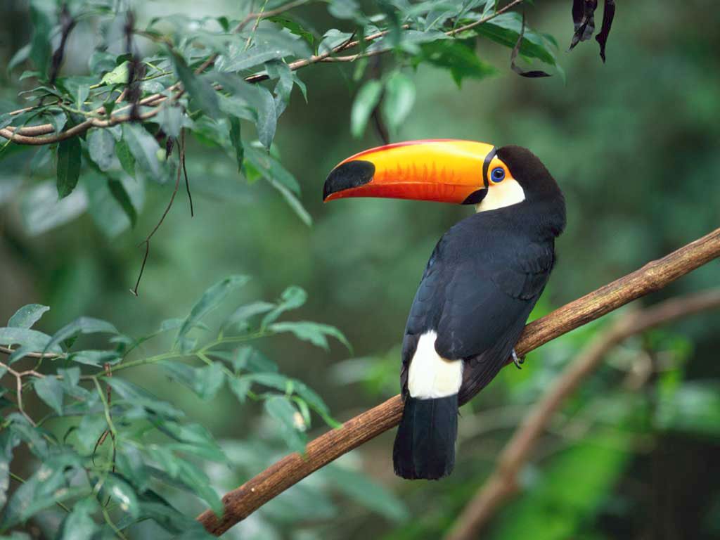 Costa Rica national park wildlife jungle environment hiking safety preparation